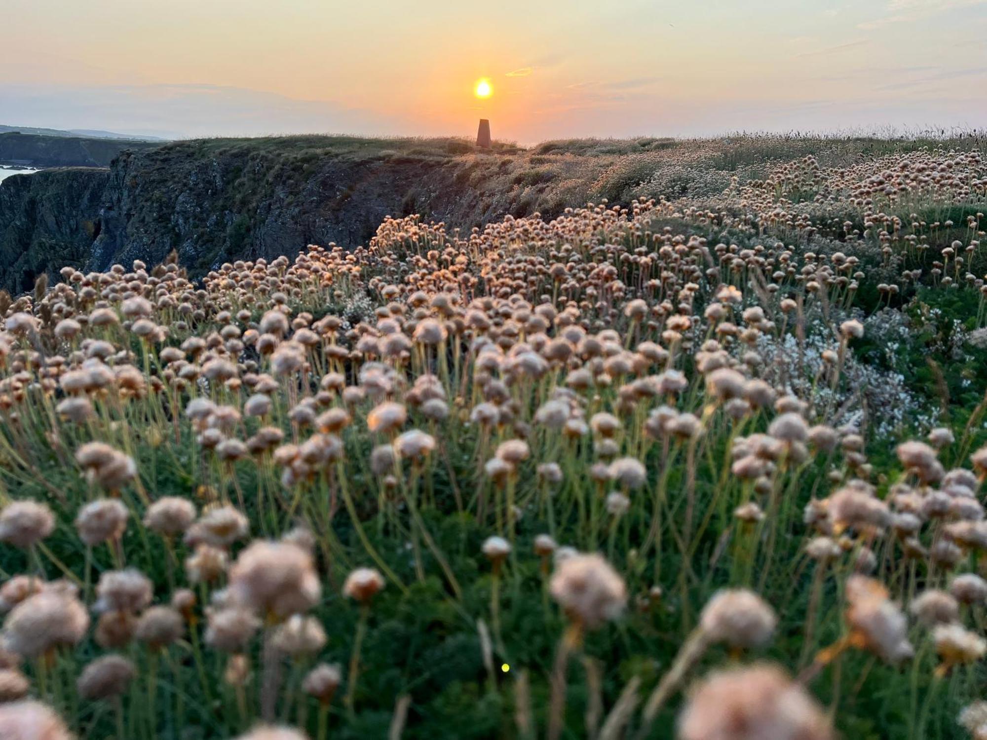 Thistledown Lodge Fethard on Sea Kültér fotó